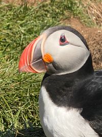 IJsland - Puffin